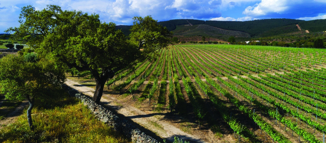 Quinta da Fonte Souto