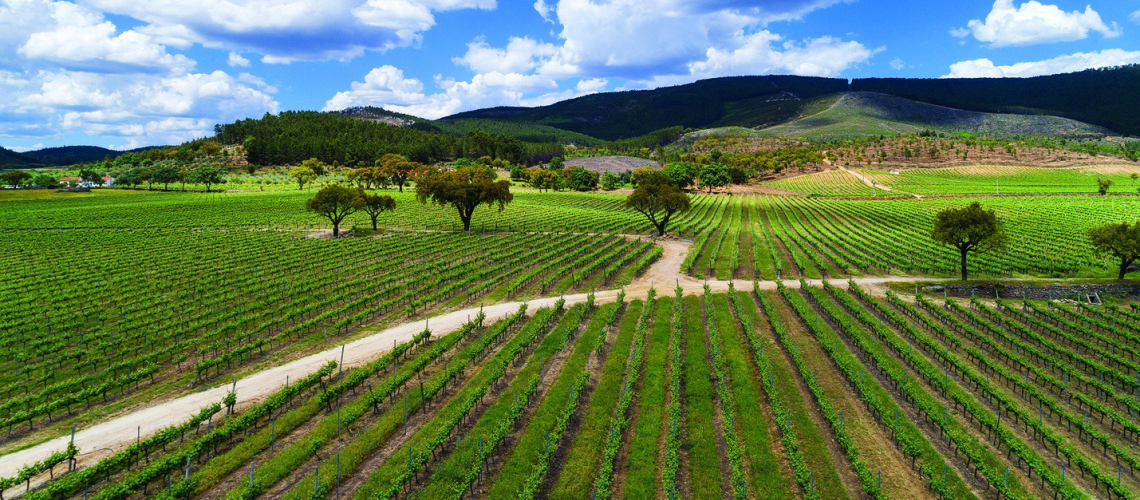 Quinta da Fonte Souto