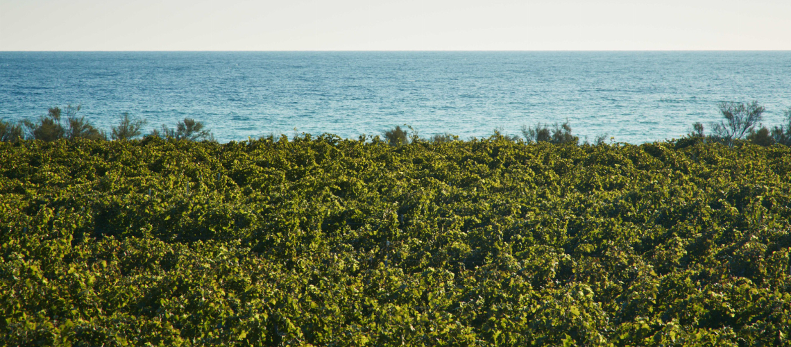 Tenuta Bocca di Lupo