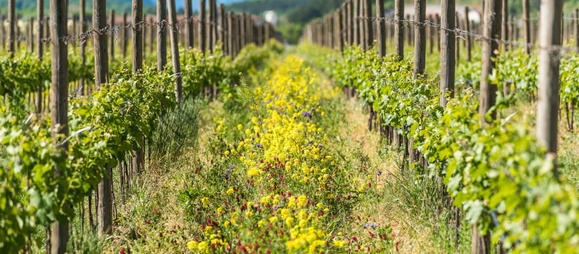 Cantina Toblino