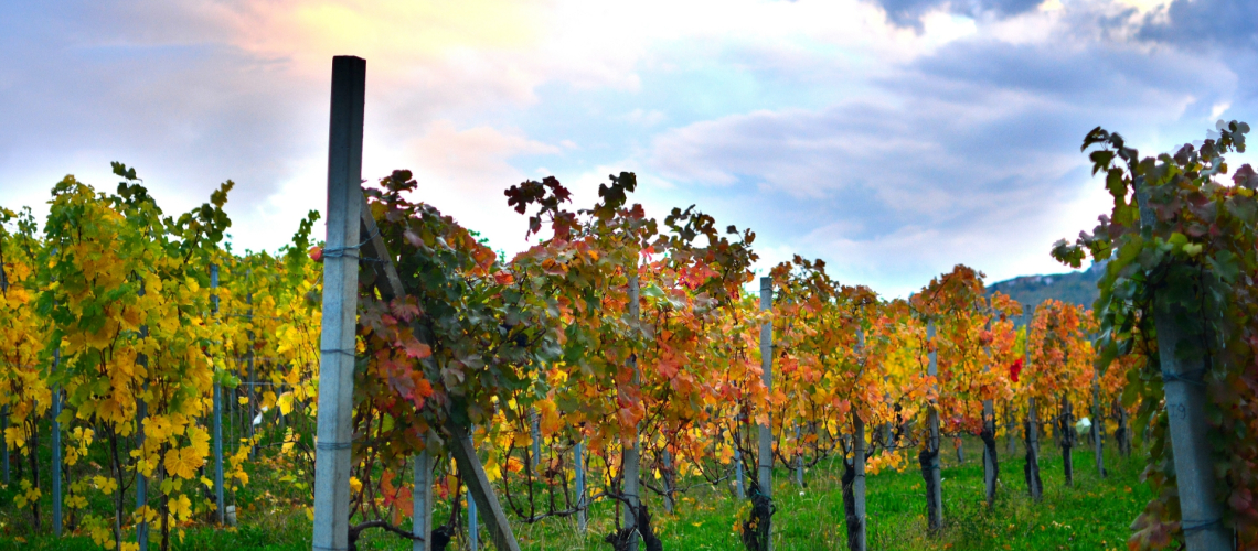 Azienda Mario Giribaldi