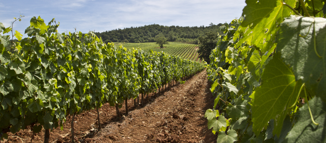 Fattoria Aldobrandesca