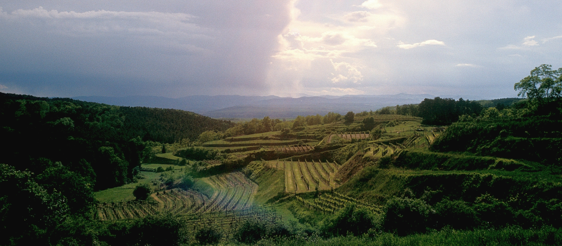 Weingut Josef Fritz