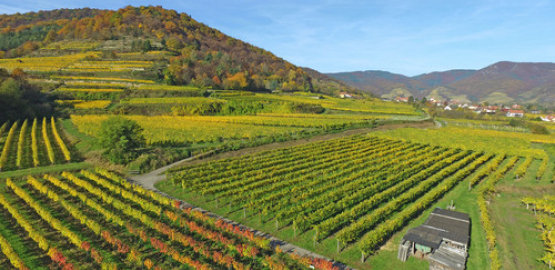 Weingut Sigl