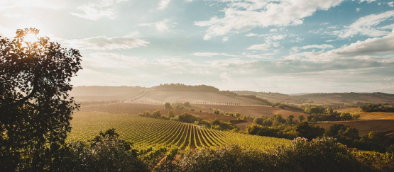 Vinařství Grillesino / Toscana, Maremma